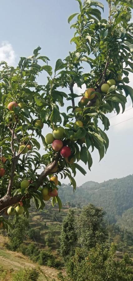 The Plum Daire Mukteshwar Dış mekan fotoğraf